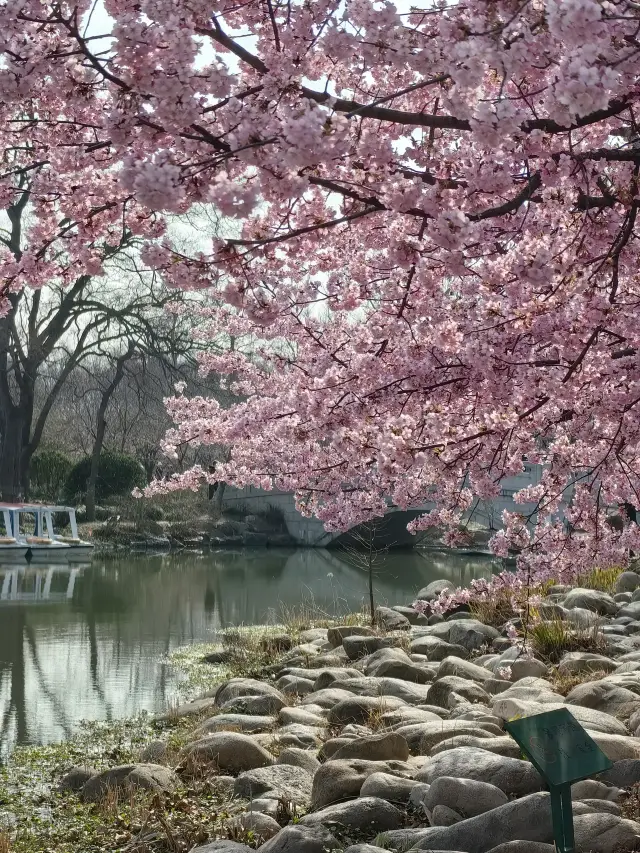 벚꽃 시즌(상하이 식물원)
