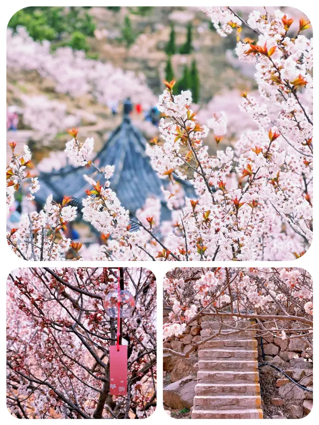 3月になりましたね、青島の春の花見ガイドを待ちきれずにシェアしたいと思います