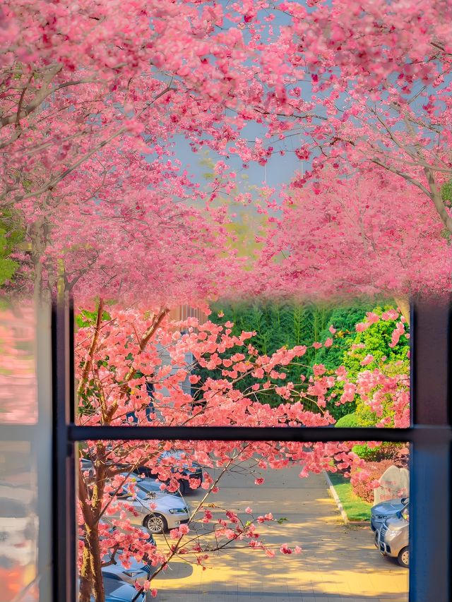 雲南大學你糊塗呀！這麼美的櫻花你不宣傳