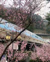 探尋重慶隱世美景——佛圖關公園花海盛宴