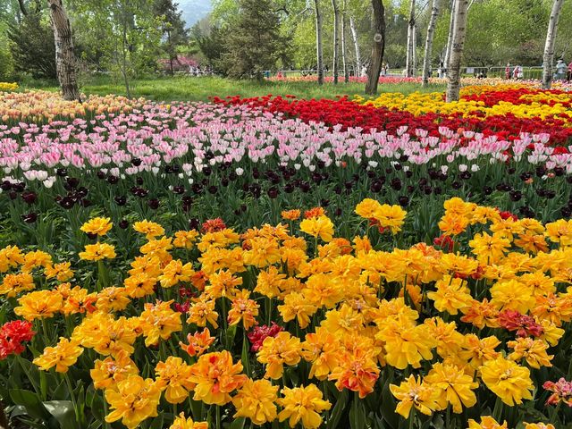 北京國家植物園|植物王國奇妙之旅