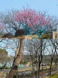 無錫太湖植物園璀璨登場，限時免費暢遊一週