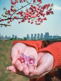 自駕雲南｜紅河小眾追花三日行：梨花櫻花看不停