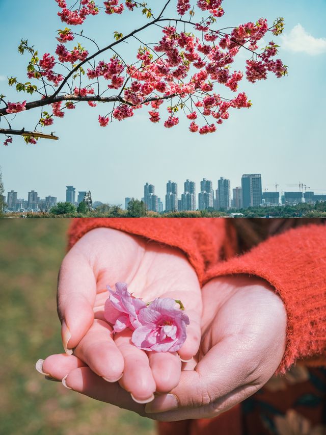 自駕雲南｜紅河小眾追花三日行：梨花櫻花看不停