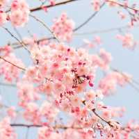 Spring beauty in Jiangxia🌸🌸