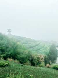 浙江最美的田園，在雨中綻放的油菜花