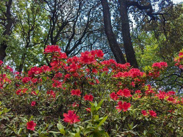 昆明杜鵑花節在黑龍潭公園開幕啦