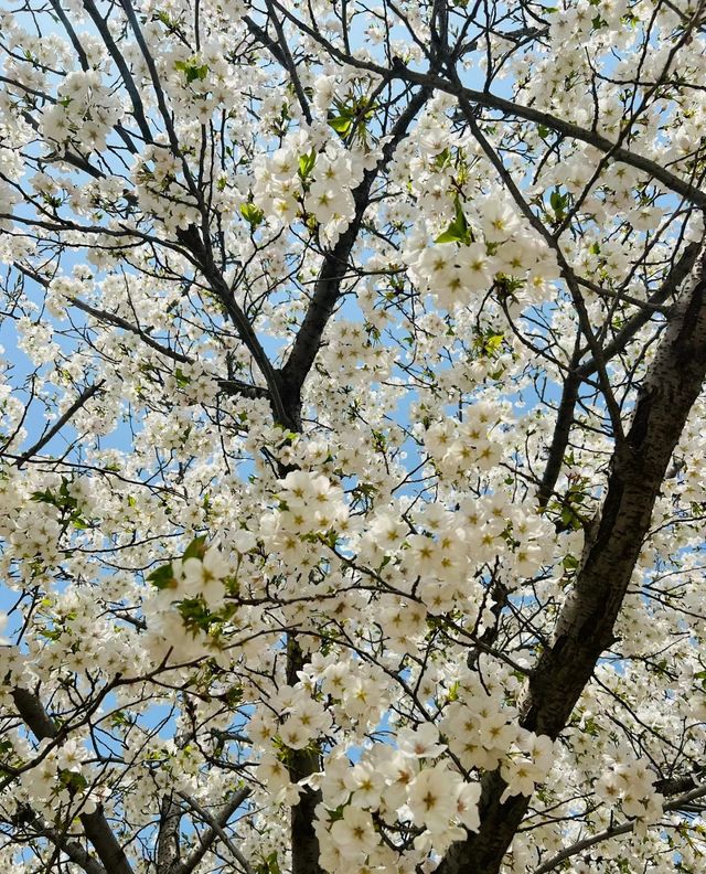 孤柏渡豐樂櫻花園