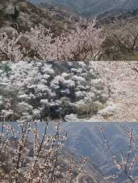 湖門村漫山桃花朵朵開！！