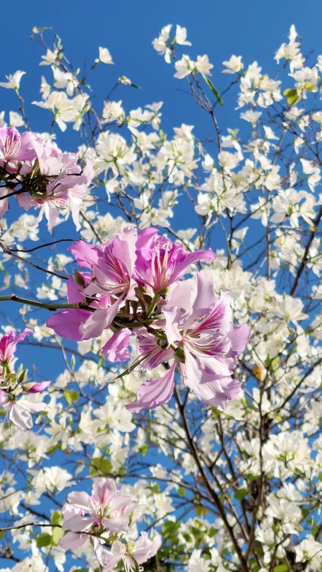 浪漫花海｜紫荆花開芳華濃 想和你一起邂逅浪漫三月