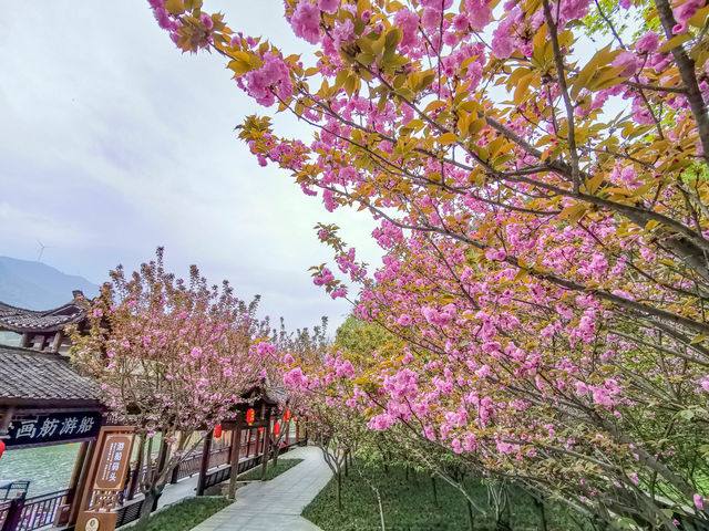 春天如此美麗，你看過錦里溝的櫻花嗎