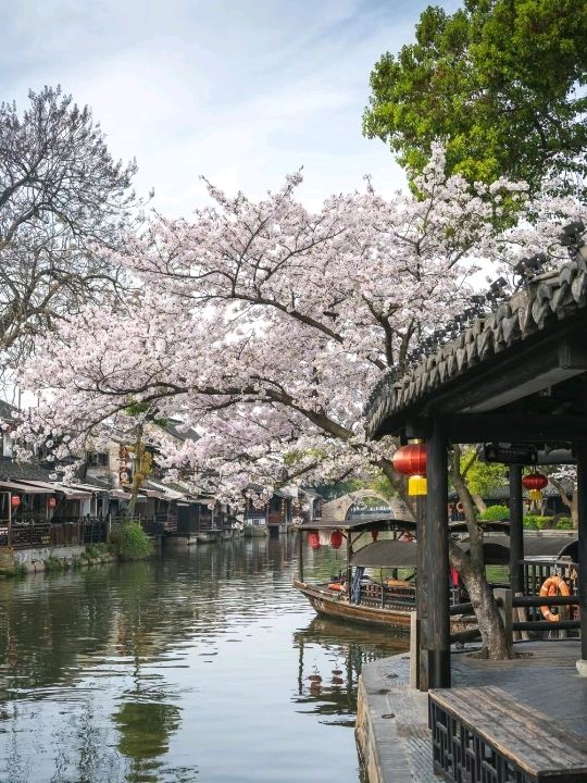 Xitang Ancient Town Jiaxing is Flowery🌸🇨🇳