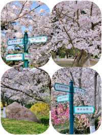 春風十里，不如來中山公園賞櫻！