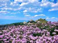 🌾 Spring Magic at Wumeng Grassland