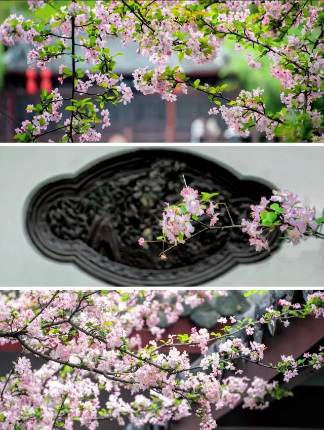 Chengdu Photography~ The weeping begonia flowers in Tanghu Park are so beautiful!