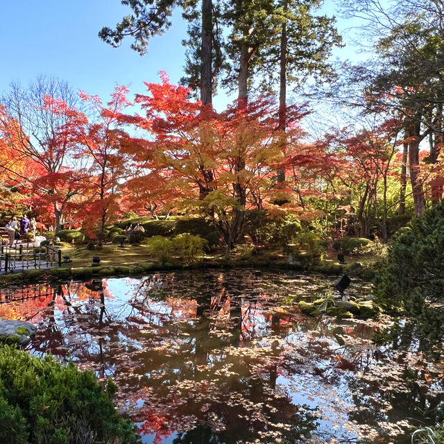 Immersed in red maple leaves 