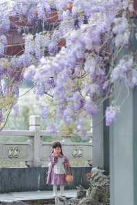 春遊記 | 上海470歲的紫藤花開滿附攻略