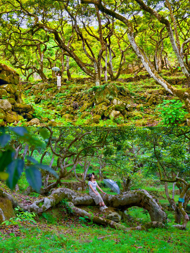在廣州宮崎駿同款魔幻森林氛圍感絕了