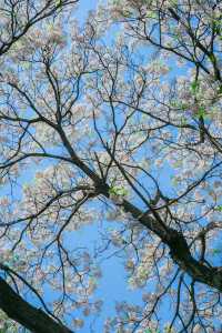 怡園苦楝花開夏天的風已經吹進園林……