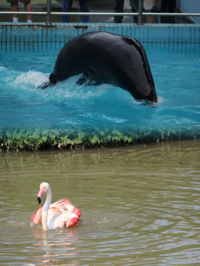 上海動物園超全攻略，你get了嗎？