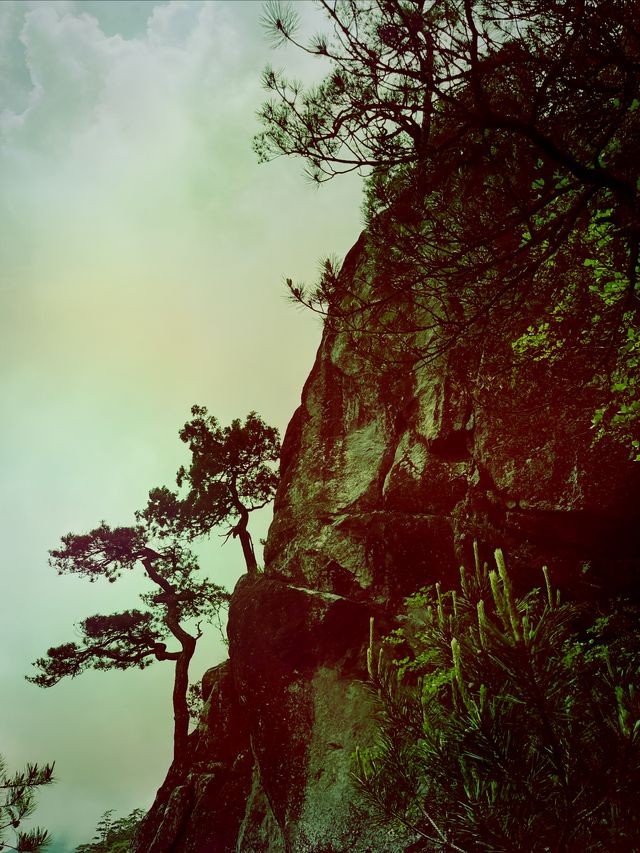 龍泉山絕壁奇松--媲美黃山