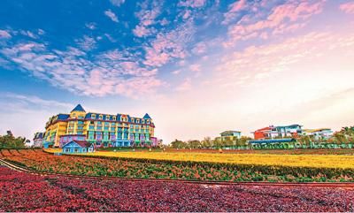 廣州南沙百萬葵園，春季賞花聖地。