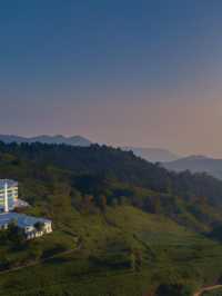 🌿✨ Sri Lanka's Enchanting Heritance Tea Factory Stay 🏨🍃