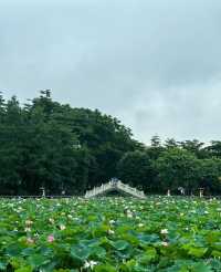 不僅有荔灣湖，廣州螺湧公園的荷花也開啦