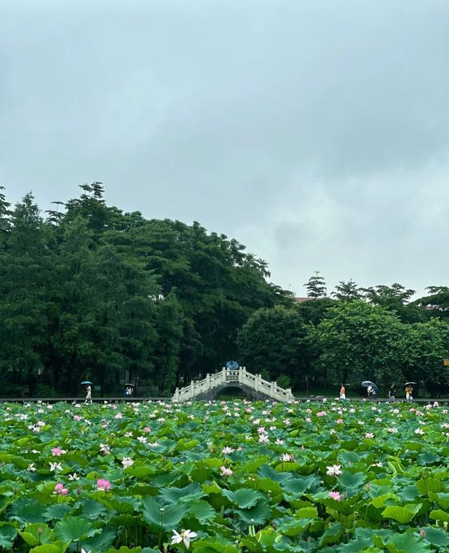 不僅有荔灣湖，廣州螺湧公園的荷花也開啦
