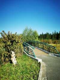 東平國家森林公園是華東地區最大人工森林