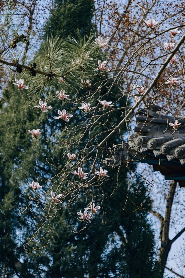 山西·太原|碑林公園打卡