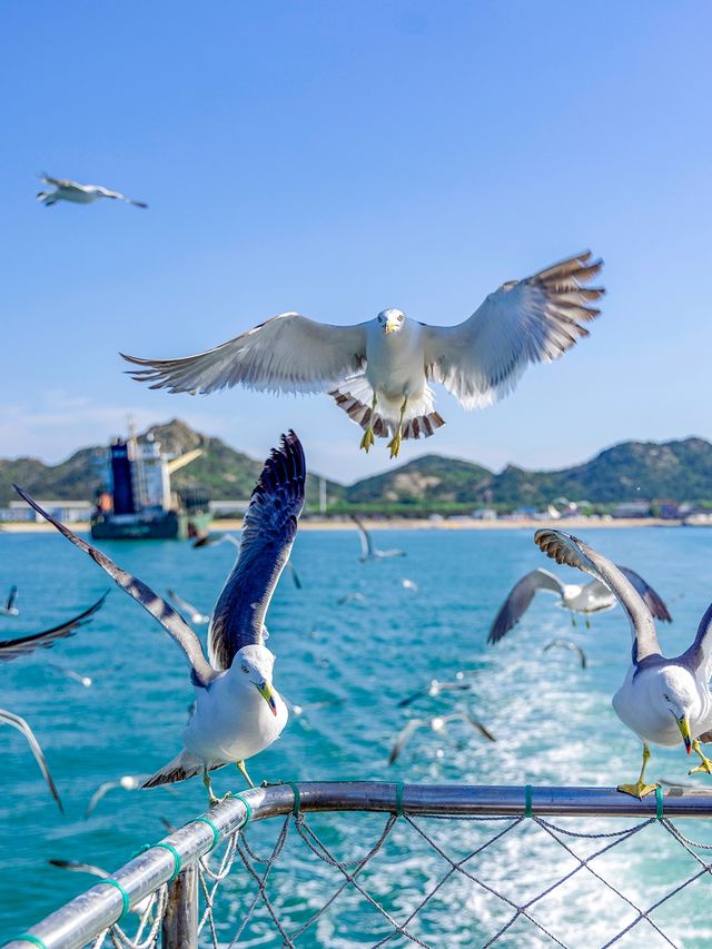 海驴岛避暑真出片 碧蓝海喂海鸥完全攻略︎