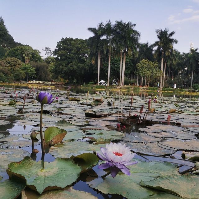 夏日狂歡！南寧人民公園的綠意盎然與花語秘境，等你來探