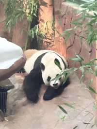濟南動物園攻略