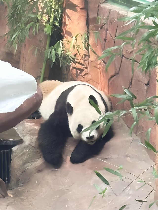 濟南動物園攻略