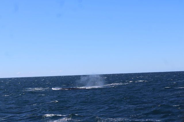 Walking with whales, how fortunate indeed👏