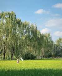 在北京，9月必到的小眾公園,絕對不能錯過!景色優美:大片翠綠稻浪,襯托著遠古白塔,人煙稀少:可以盡情拍攝。