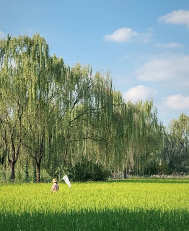 在北京，9月必到的小眾公園,絕對不能錯過!景色優美:大片翠綠稻浪,襯托著遠古白塔,人煙稀少:可以盡情拍攝。