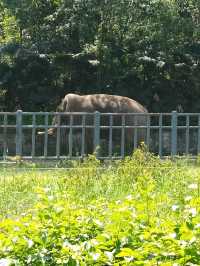 四川成都｜成都動物園，與動物親密接觸。