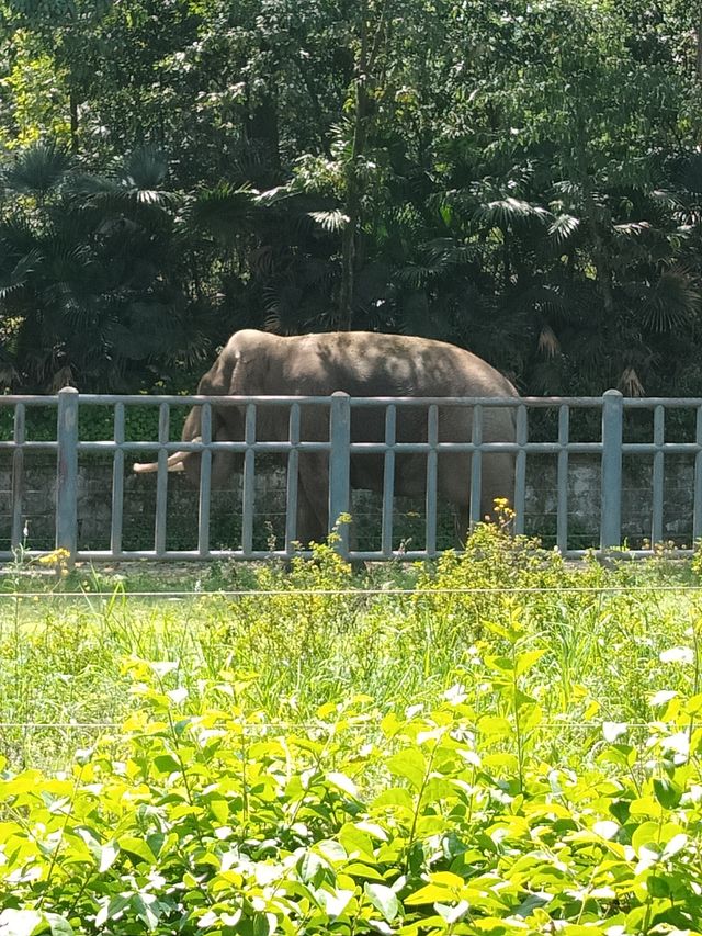 四川成都｜成都動物園，與動物親密接觸。