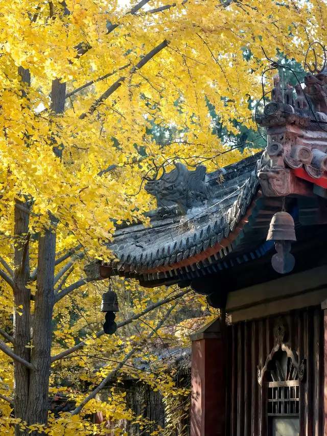 打卡皇家寺廟碧雲寺!