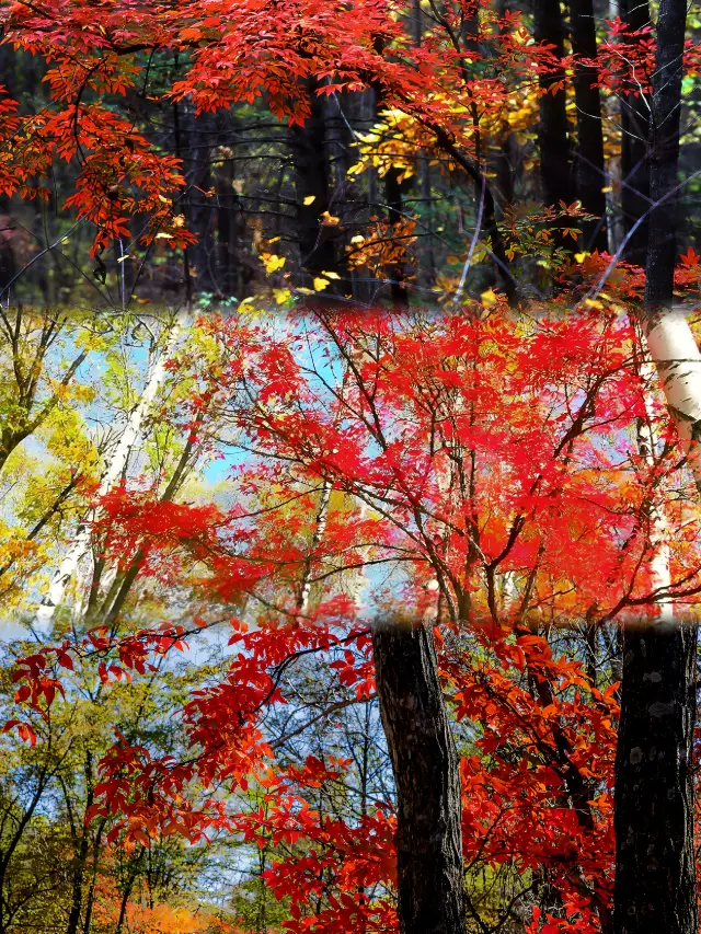 가을빛 찬란하고 단풍이 시와 같은 지린 자오허 단풍 계곡.