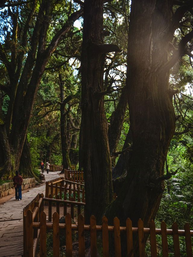 這一面，等待了千年的光景。