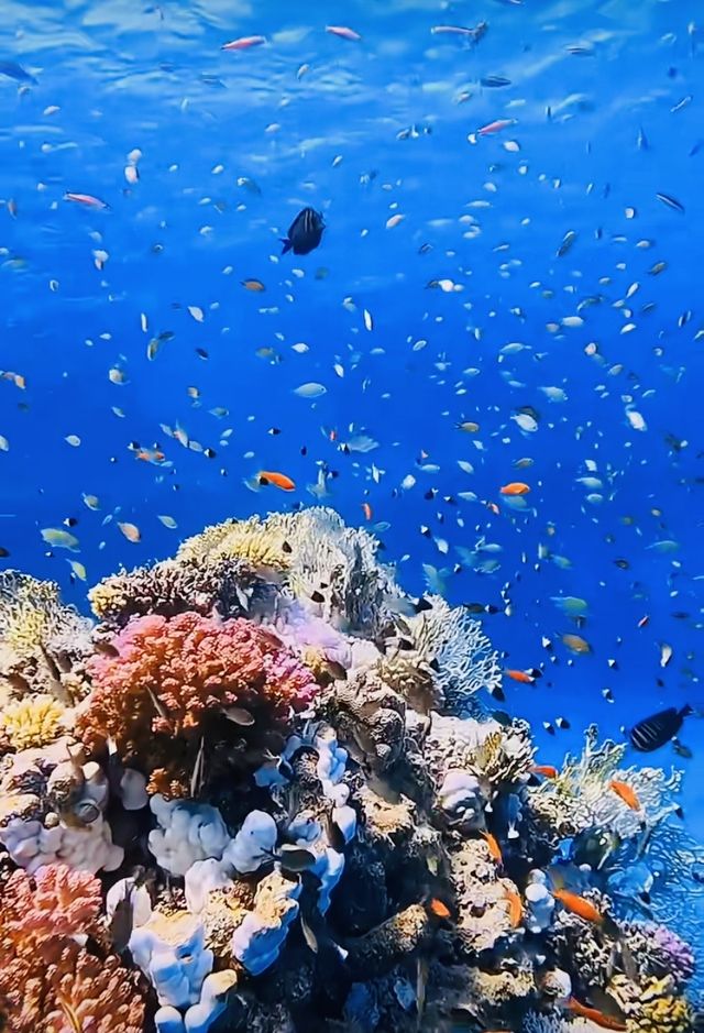 潛水後勁真的很大，對海底世界回味無窮…。