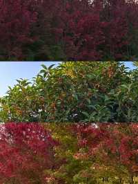 西安｜聽說雁南公園的楓葉都紅了。