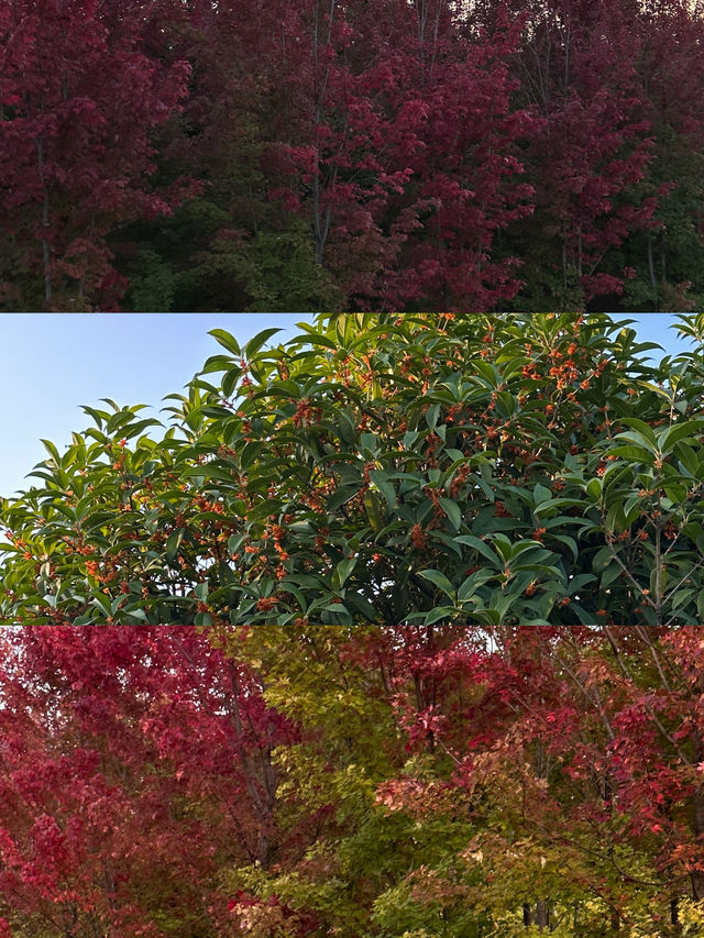 西安｜聽說雁南公園的楓葉都紅了。
