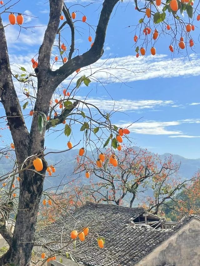 柿柿如意｜溫州的秋天已經沒成了天花板。