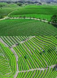 歡迎大家到我的家鄉貴州茶海。