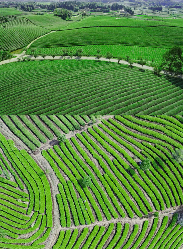 歡迎大家到我的家鄉貴州茶海。 歡迎大家到我的家鄉貴州茶海。