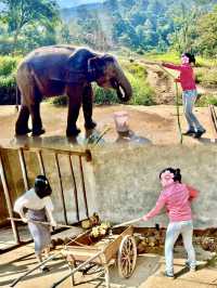 西雙版納｜熱帶雨林看亞洲野象🐘